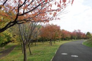 旭山の紅葉2025年10月15日13新桜並木西側から