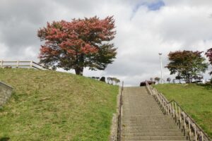 旭山の紅葉2025年10月15日5展望台一本桜と展望台階段