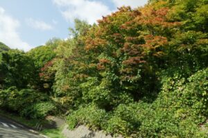 旭山の紅葉2025年10月15日7第１駐車場入口のヤマモミジ