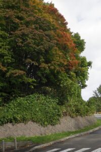 旭山の紅葉2025年10月15日8第一駐車場入口のヤマモミジ道路側から