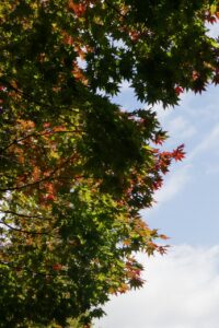 旭山の紅葉2025年10月15日9旭山でいちばんきれいに色づくヤマモミジ下から