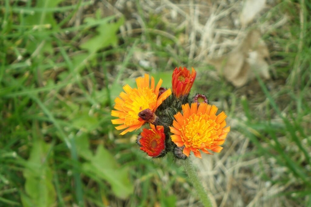 コウリンタンポポ