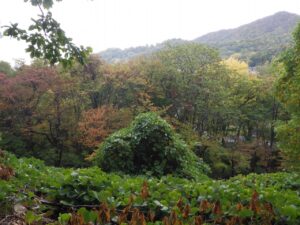 旭山の紅葉2025年10月17日13山紅葉坂