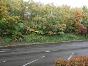 旭山の紅葉2025年10月17日6第1駐車場西側斜面