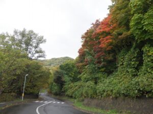 旭山の紅葉2025年10月17日7第１駐車場入口のヤマモミジ