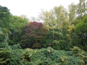 旭山の紅葉2025年10月17日8旭山でいちばんきれいに色づくヤマモミジ