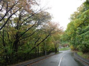 旭山の紅葉2025年10月17日9旧桜並木