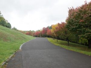旭山の紅葉2025年10月17日2新桜並木東側から