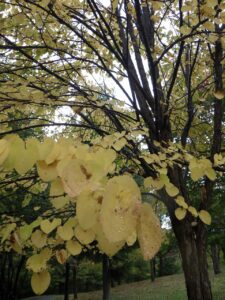 旭山の紅葉2025年10月17日3カツラ黄葉