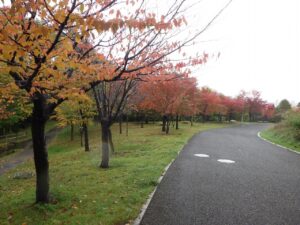 旭山の紅葉2025年10月17日4新桜並木西側から