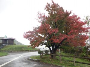 旭山の紅葉2025年10月17日17展望台一本桜