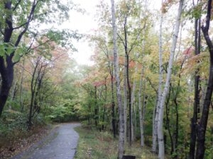 旭山の紅葉2025年10月17日15記念樹の森