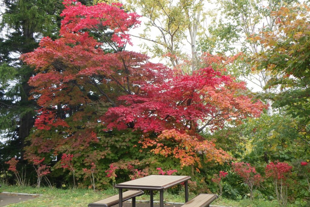 ハウチワカエデ