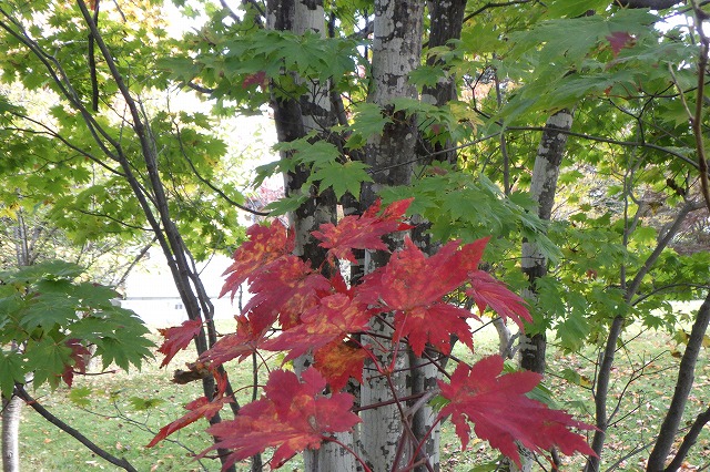 ハウチワカエデ