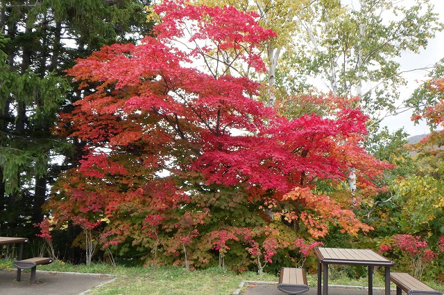 展望台手テーブルのハウチワカエデ