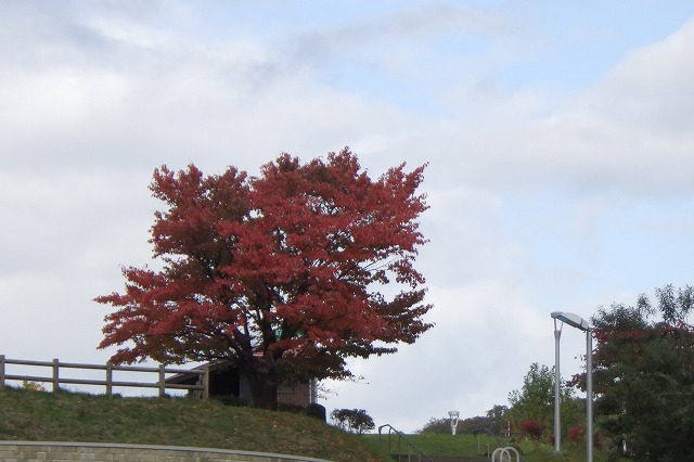 展望台の一本桜