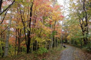 旭山の紅葉2025年10月24日4記念樹の森