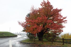 旭山の紅葉2025年10月24日2展望台一本桜