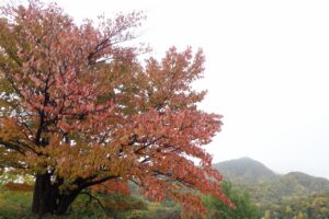 旭山の紅葉2025年10月24日1展望台一本桜と藻岩山