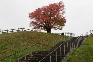 旭山の紅葉2025年10月25日3展望台一本桜と展望台階段