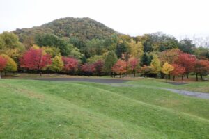 旭山の紅葉2025年10月24日5新桜並木と丸山