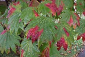 旭山の紅葉2025年10月24日18ハウチワカエデしもやけ