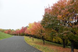 旭山の紅葉2025年10月24日8新桜並木東側から