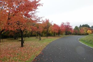 旭山の紅葉2025年10月24日８新桜並木西側から