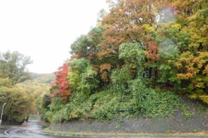 旭山の紅葉2025年10月29日9第1駐車場入口のヤマモミジ