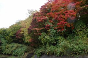 旭山の紅葉2025年10月24日10第1駐車場入口のヤマモミジと旭山でいちばんきれいに色づくヤマモミジ