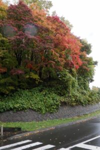 旭山の紅葉2025年10月24日10第1駐車場入口のヤマモミジ、道路側から