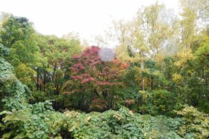 旭山の紅葉2025年10月24日13旭山でいちばんきれいに色づくヤマモミジ