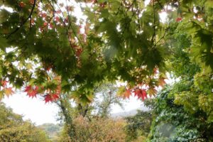 旭山の紅葉2025年10月24日14旭山でいちばんきれいに色づくヤマモミジ真下から