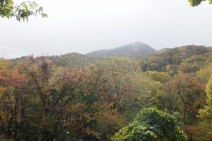 旭山の紅葉2025年10月24日15山紅葉坂から藻岩山を望む