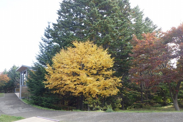 アズキナシと針葉樹