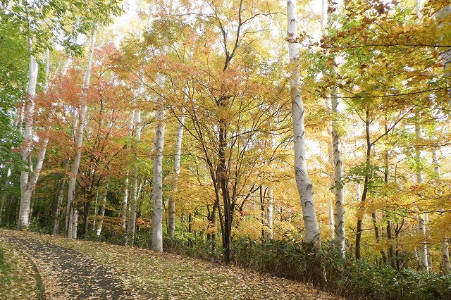 遊具広場と噴水広場の間の道。