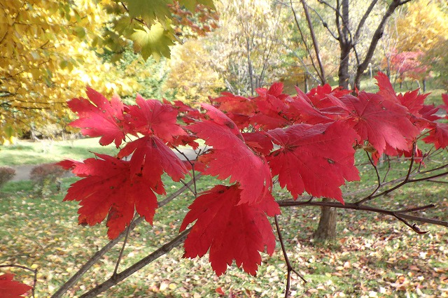 ハウチワカエデの紅葉