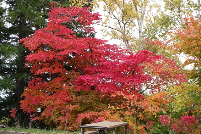 ハウチワカエデの紅葉