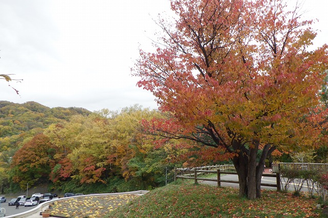 展望台の一本桜と記念樹の森