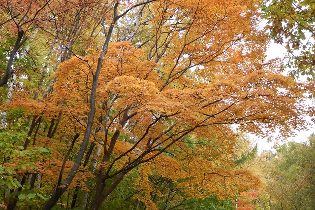 「森のユニバーサル園路」