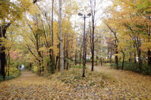 旭山の紅葉2025年10月28日2森の家坂と記念樹の森