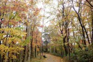 旭山の紅葉2025年10月28日3記念樹の森