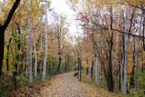 旭山の紅葉2025年10月28日4記念樹の森アーチ橋側から