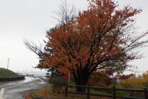 旭山の紅葉2025年10月28日5展望台一本桜