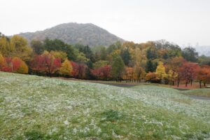旭山の紅葉2025年10月28日7新桜並木と円山