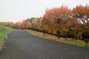 旭山の紅葉2025年10月28日13新桜並木東側から