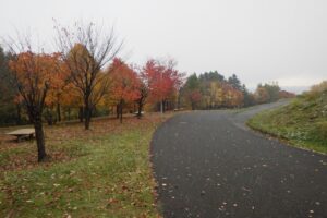 旭山の紅葉2025年10月28日14新桜並木西側から