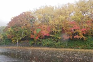 旭山の紅葉2025年10月28日14第1駐車場西側斜面