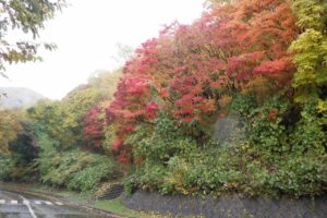 旭山の紅葉2025年10月28日15第1駐車場入口のヤマモミジ