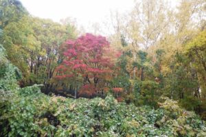 旭山の紅葉2025年10月28日16旭山でいちばんきれいに色づくヤマモミジ